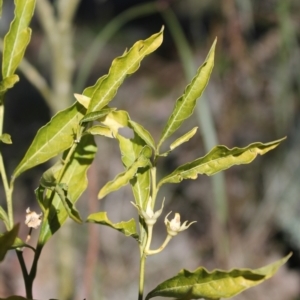 Solanum pseudocapsicum at Tuggeranong, ACT - 31 Aug 2023 01:05 PM