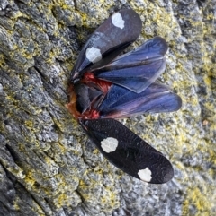 Eurymela distincta (Gumtree leafhopper) at Denman Prospect, ACT - 31 Aug 2023 by SteveBorkowskis