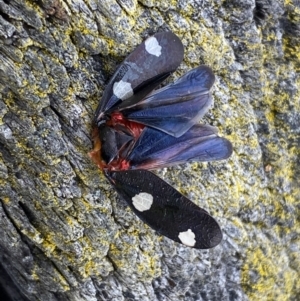 Eurymela distincta at Denman Prospect, ACT - 31 Aug 2023 10:17 AM