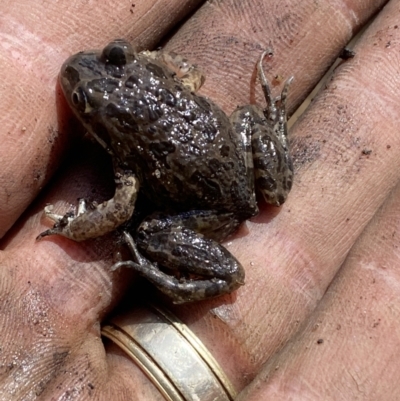 Limnodynastes tasmaniensis (Spotted Grass Frog) at Denman Prospect, ACT - 31 Aug 2023 by Steve_Bok