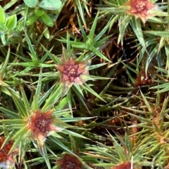 Polytrichaceae sp. (family) at Red Hill, ACT - 29 Aug 2023 by KL