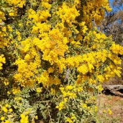 Acacia vestita (Hairy Wattle) at Wanniassa Hill - 31 Aug 2023 by LPadg