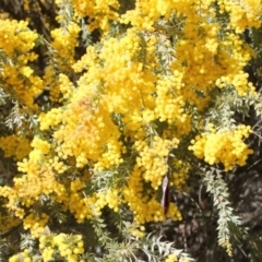 Acacia vestita at Tuggeranong, ACT - 31 Aug 2023