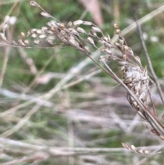 Juncus remotiflorus (A Rush) at Dalton, NSW - 27 Aug 2023 by JaneR