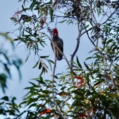 Callocephalon fimbriatum (Gang-gang Cockatoo) at Broulee, NSW - 30 Aug 2023 by Gee