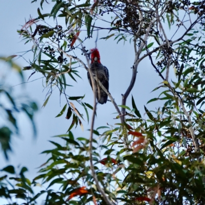 Callocephalon fimbriatum (Gang-gang Cockatoo) at Broulee, NSW - 30 Aug 2023 by Gee