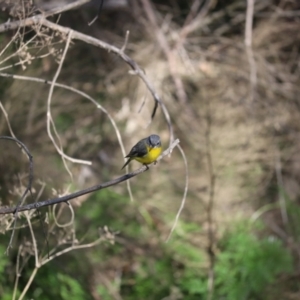 Eopsaltria australis at Tuggeranong, ACT - 26 Aug 2023