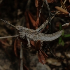 Coryphistes ruricola (Bark-mimicking Grasshopper) at Namadgi National Park - 31 Aug 2023 by JohnBundock