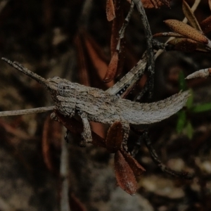 Coryphistes ruricola at Rendezvous Creek, ACT - 31 Aug 2023 12:25 PM