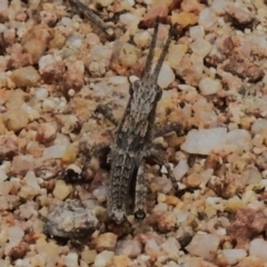 Coryphistes ruricola at Rendezvous Creek, ACT - 31 Aug 2023