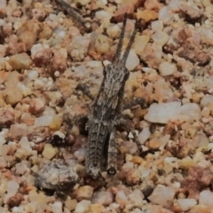 Coryphistes ruricola at Rendezvous Creek, ACT - 31 Aug 2023 12:25 PM