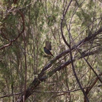 Neochmia temporalis (Red-browed Finch) at Tuggeranong, ACT - 26 Aug 2023 by patrick25