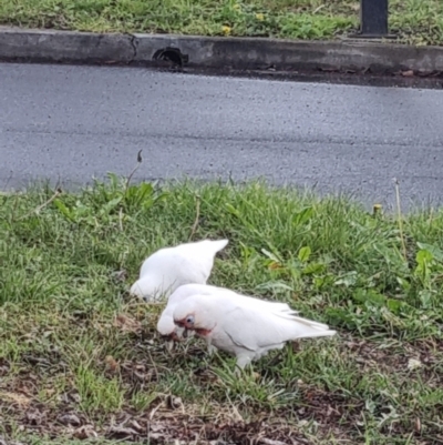 Cacatua tenuirostris (Long-billed Corella) at Phillip, ACT - 30 Aug 2023 by patrick25