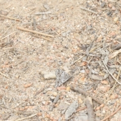 Dichromodes explanata at Rendezvous Creek, ACT - 31 Aug 2023 12:59 PM