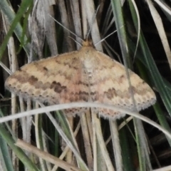 Scopula rubraria (Reddish Wave, Plantain Moth) at Rendezvous Creek, ACT - 31 Aug 2023 by JohnBundock