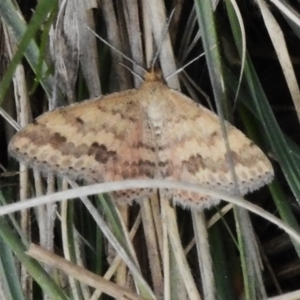 Scopula rubraria at Rendezvous Creek, ACT - 31 Aug 2023