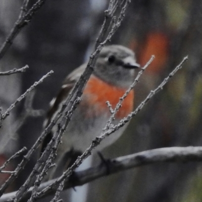 Petroica boodang (Scarlet Robin) at Namadgi National Park - 31 Aug 2023 by JohnBundock