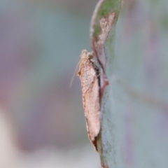 Epiphyas postvittana at Deakin, ACT - 30 Aug 2023