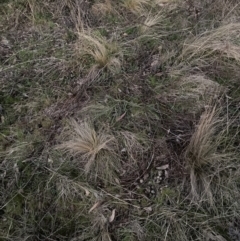 Nassella trichotoma (Serrated Tussock) at Watson, ACT - 28 Aug 2023 by waltraud