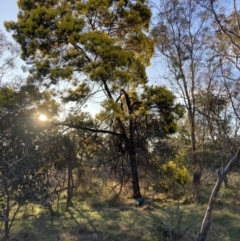 Acacia decurrens (Green Wattle) at Hackett, ACT - 31 Aug 2023 by waltraud