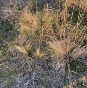 Nassella trichotoma at Hackett, ACT - 31 Aug 2023