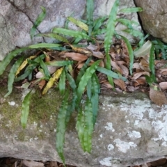 Microsorum scandens (Fragrant Fern) at Jerrawangala, NSW - 13 Jul 2023 by RobG1