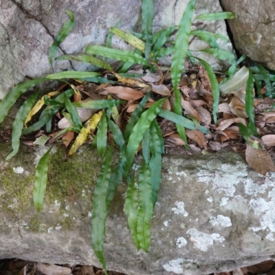 Microsorum scandens (Fragrant Fern) at Jerrawangala, NSW - 13 Jul 2023 by RobG1