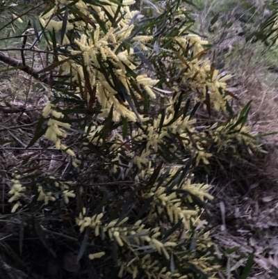 Acacia floribunda (White Sally Wattle, Gossamer Wattle) at Hackett, ACT - 31 Aug 2023 by waltraud