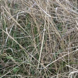 Eragrostis curvula at Hackett, ACT - 31 Aug 2023 05:32 PM