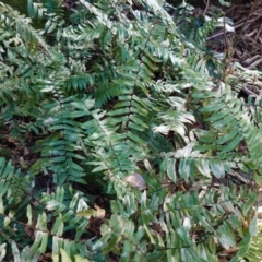 Pellaea falcata (Sickle Fern) at Jerrawangala, NSW - 13 Jul 2023 by RobG1