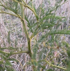 Acacia decurrens at Hackett, ACT - 31 Aug 2023 05:29 PM