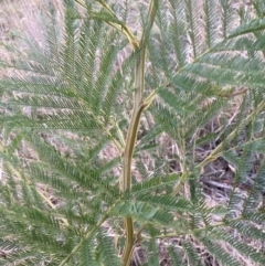 Acacia decurrens at Hackett, ACT - 31 Aug 2023 05:29 PM