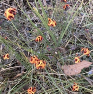 Dillwynia sp. Yetholme (P.C.Jobson 5080) NSW Herbarium at Hackett, ACT - 23 Aug 2023