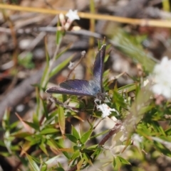 Erina acasta (Blotched Dusky-blue) at Paddys River, ACT - 31 Aug 2023 by RAllen