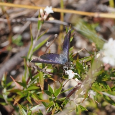 Erina acasta (Blotched Dusky-blue) at Paddys River, ACT - 31 Aug 2023 by RAllen