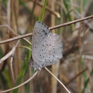 Erina acasta at Paddys River, ACT - 31 Aug 2023