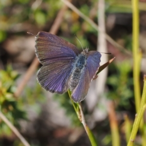 Erina acasta at Paddys River, ACT - 31 Aug 2023