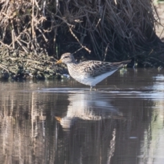 Calidris melanotos (Pectoral Sandpiper) at Fyshwick, ACT - 31 Aug 2023 by rawshorty