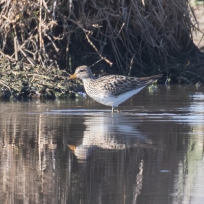 Calidris melanotos (Pectoral Sandpiper) at Fyshwick, ACT - 1 Sep 2023 by rawshorty