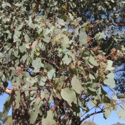 Eucalyptus polyanthemos (Red Box) at Conder, ACT - 18 Mar 2023 by michaelb