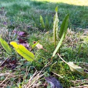 Rumex brownii at Higgins, ACT - 1 Sep 2023 11:23 AM