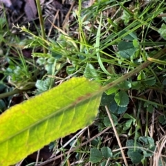 Rumex brownii at Higgins, ACT - 1 Sep 2023