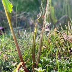 Rumex brownii at Higgins, ACT - 1 Sep 2023 11:23 AM