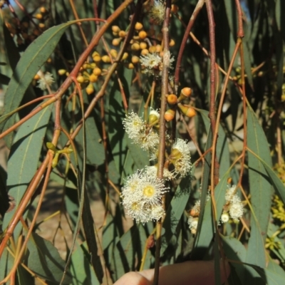 Eucalyptus mannifera (Brittle Gum) at Conder, ACT - 19 Mar 2023 by MichaelBedingfield