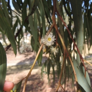 Eucalyptus mannifera at Conder, ACT - 19 Mar 2023