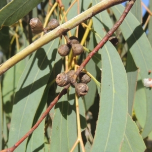 Eucalyptus mannifera at Conder, ACT - 19 Mar 2023