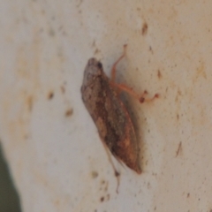 Ledrinae (subfamily) (A Flat-headed Leafhopper) at Conder, ACT - 19 Mar 2023 by MichaelBedingfield