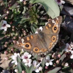 Junonia villida (Meadow Argus) at Campbell, ACT - 10 Feb 2023 by MargD