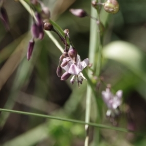 Arthropodium milleflorum at Campbell, ACT - 10 Feb 2023