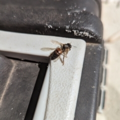 Apis mellifera (European honey bee) at Jervis Bay, JBT - 1 Sep 2023 by JP95